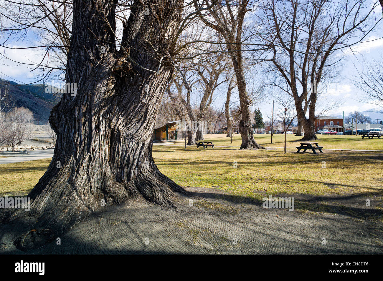 Grob strukturierte Rinde auf alten Pappel (Populus canescens); Riverside Park; Salida, Colorado, USA Stockfoto