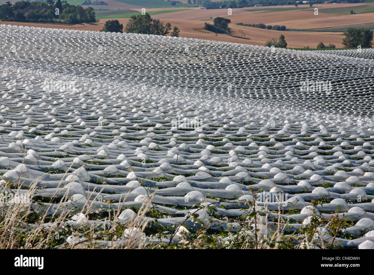 Die Charente Vielfalt der Melone (Cucurbitaceae) Anbau unter Kunststoff in einem Feld in der Nähe von Lectoure im Gers Region Frankreichs Stockfoto