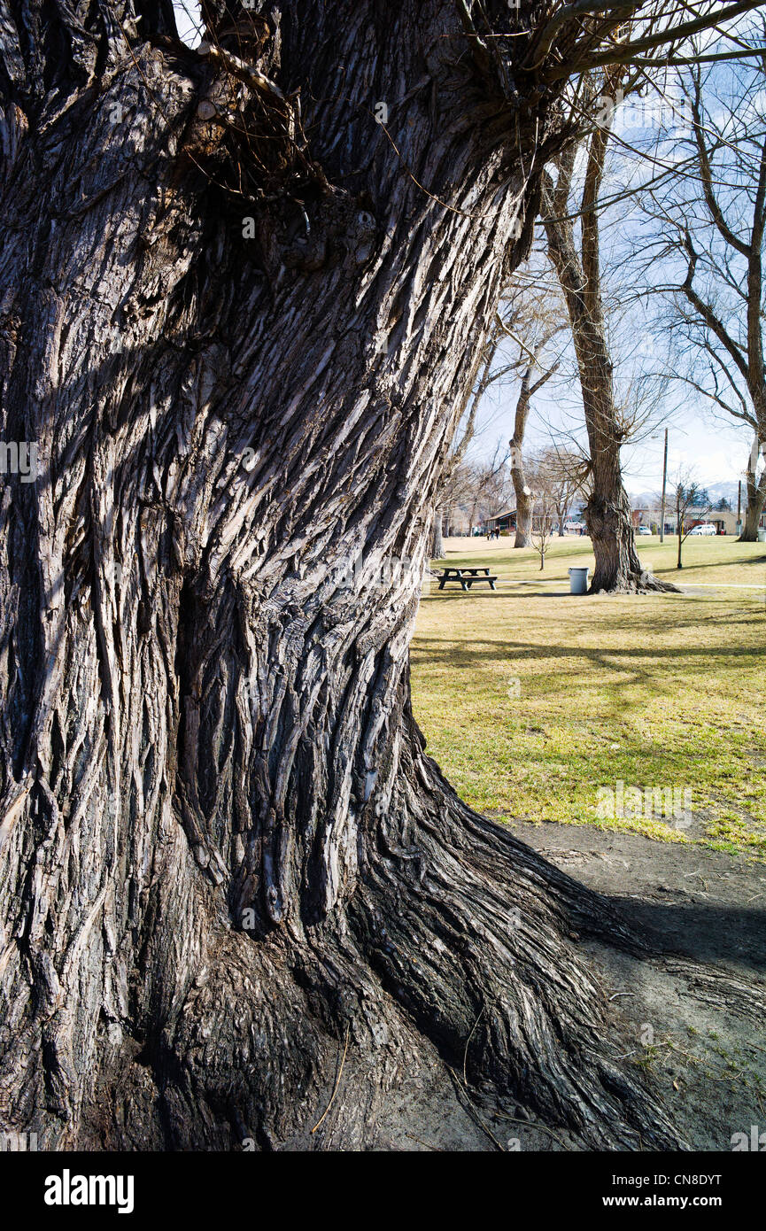 Grob strukturierte Rinde auf alten Pappel (Populus canescens); Riverside Park; Salida, Colorado, USA Stockfoto