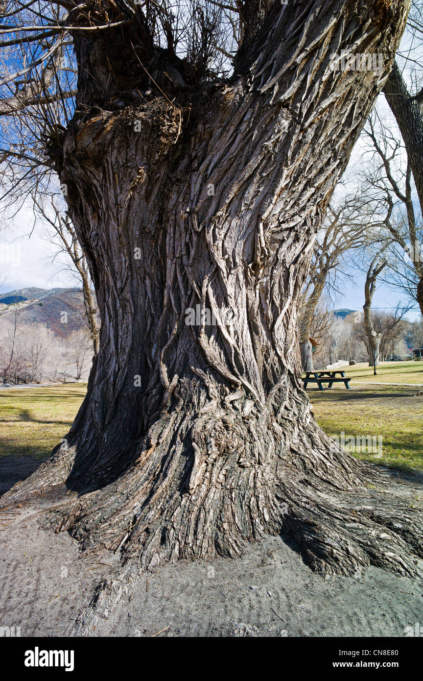 Grob strukturierte Rinde auf alten Pappel (Populus canescens); Riverside Park; Salida, Colorado, USA Stockfoto