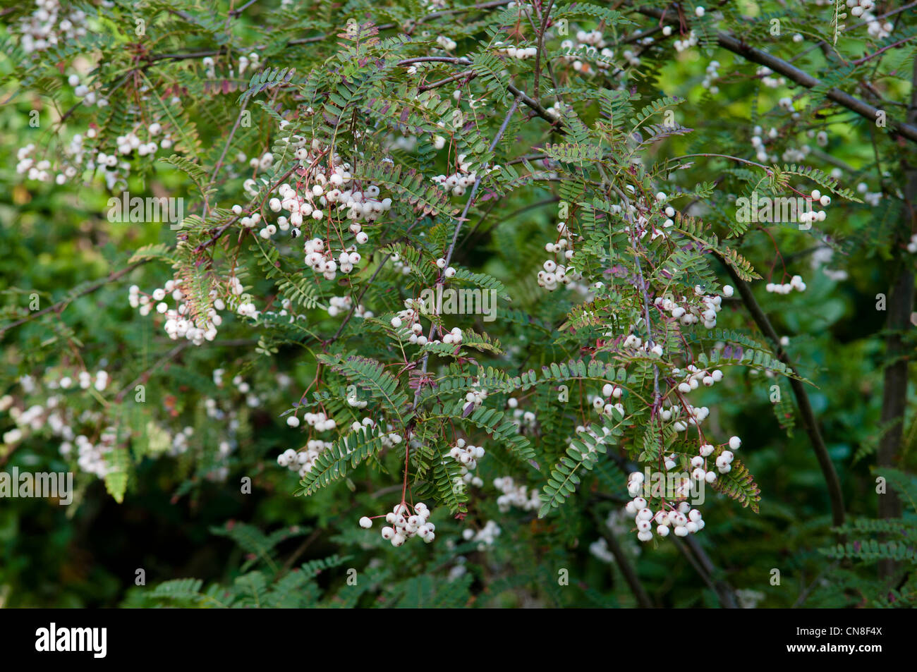 SORBUS KOEHNEANA BEEREN Stockfoto