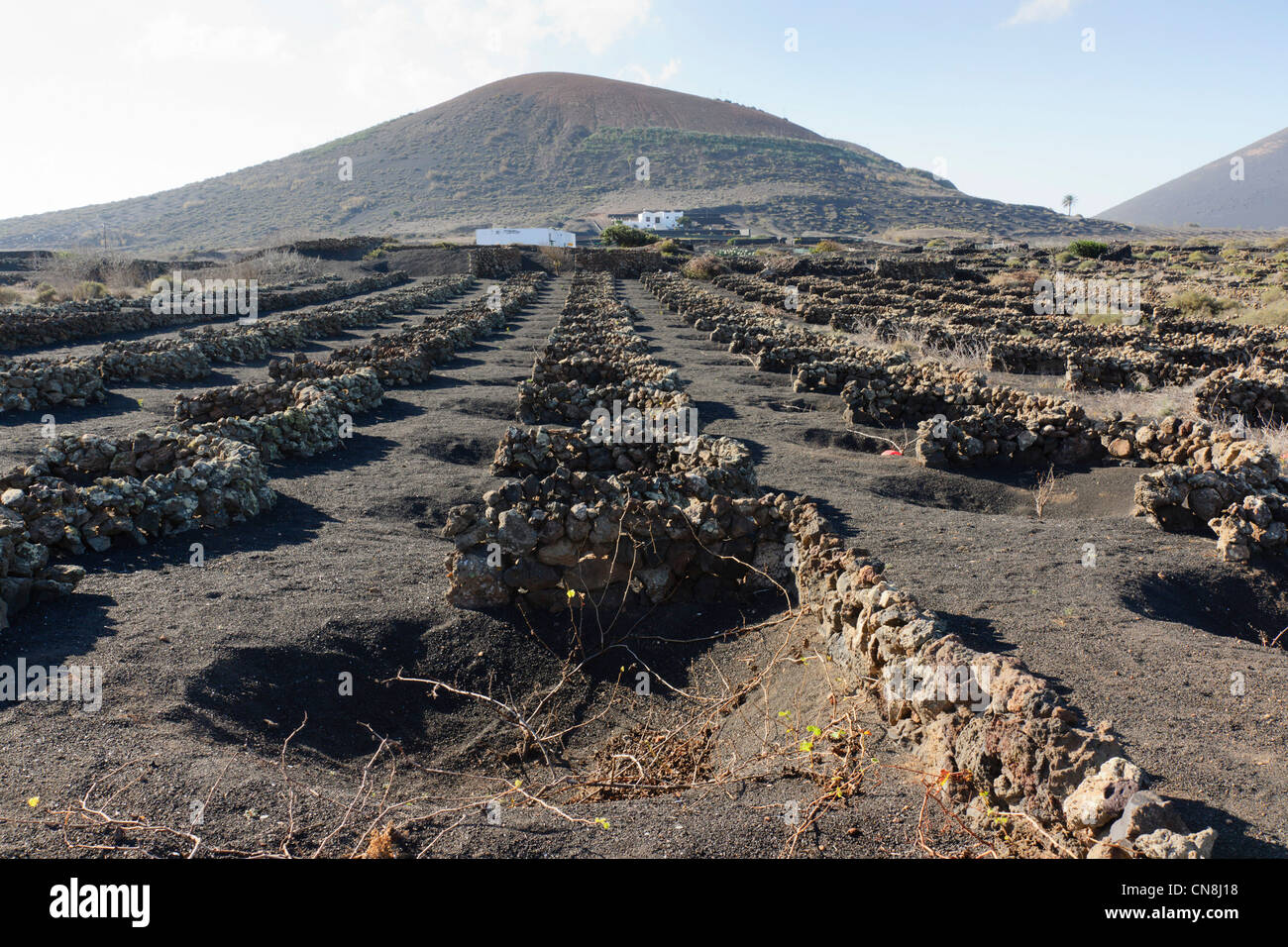 Lanzarote-Landschaft. Lava eingeschlossen Weinberge zwischen Conil und Masdache. Der ummauerten Gruben schützen Reben vor Wind und Wärme. Stockfoto