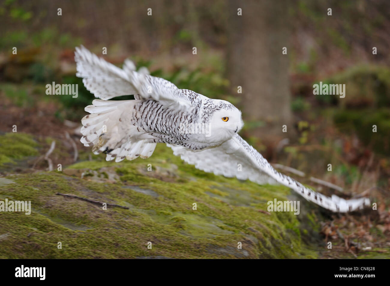 Schneeeule fliegen Stockfoto