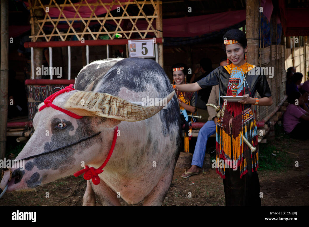 Slaughter buffalo -Fotos und -Bildmaterial in hoher Auflösung – Alamy