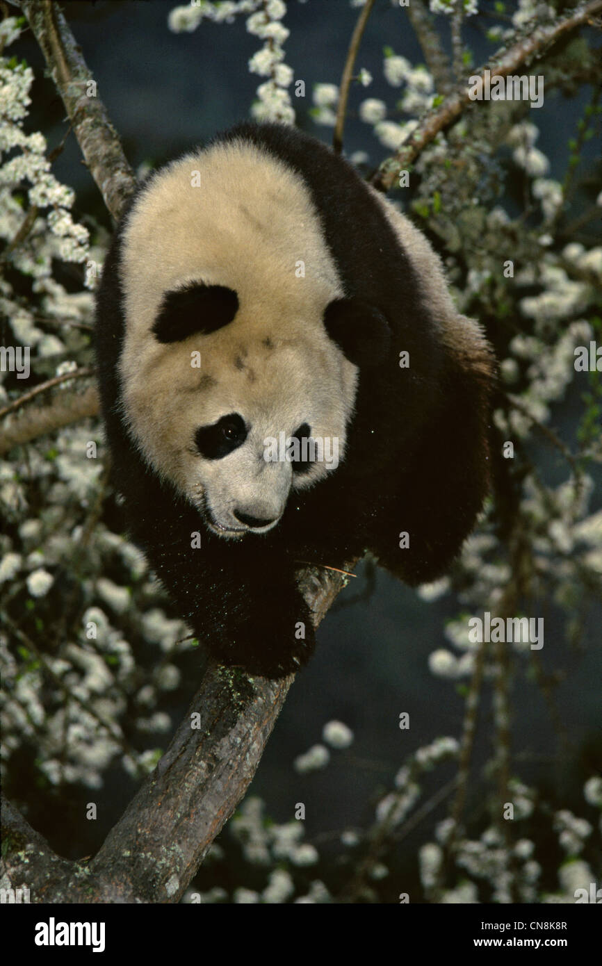 Giant Panda Cub auf einem wilden Pfirsich Baum mit weißen Blüten, Wolong Panda Reservat, Sichuan, China Stockfoto