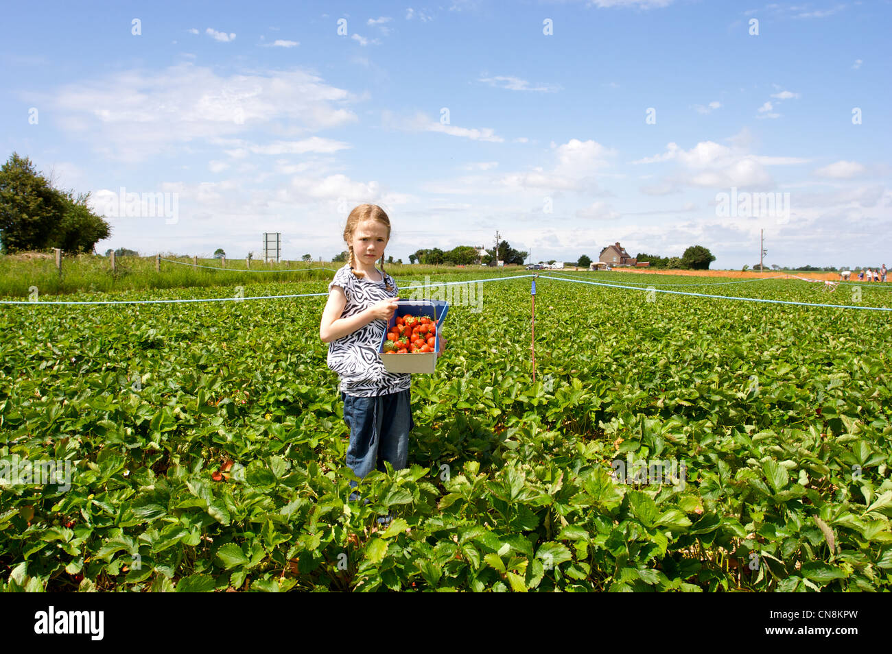 Mädchen wählt Strewbarry Pyo auf einem offenen Feld, Norfolk, Großbritannien Stockfoto