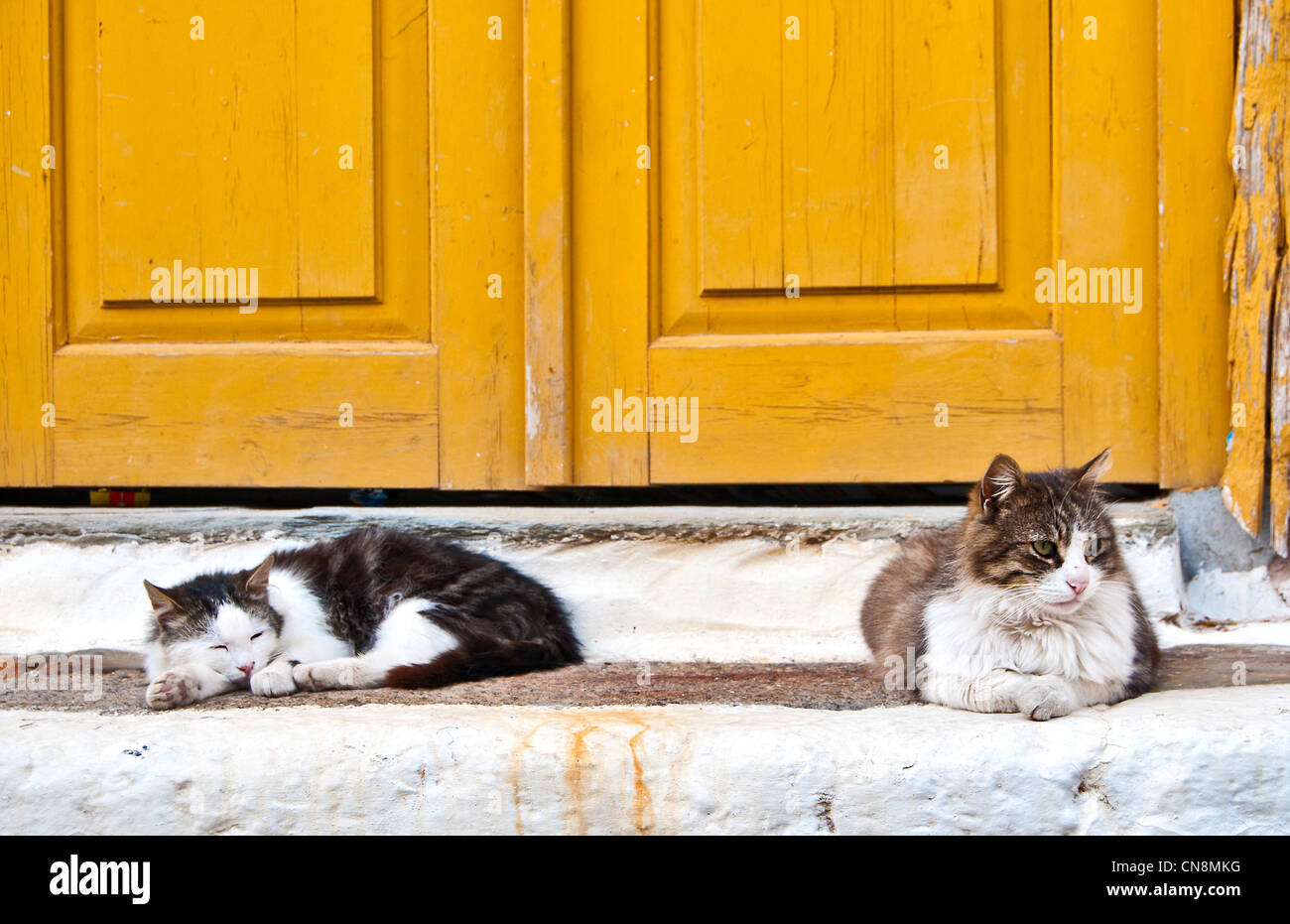 "Griechische Katzen" - zwei Katzen, die Verlegung auf der Tür eines traditionellen Hauses in Hydra-Insel, Griechenland Stockfoto