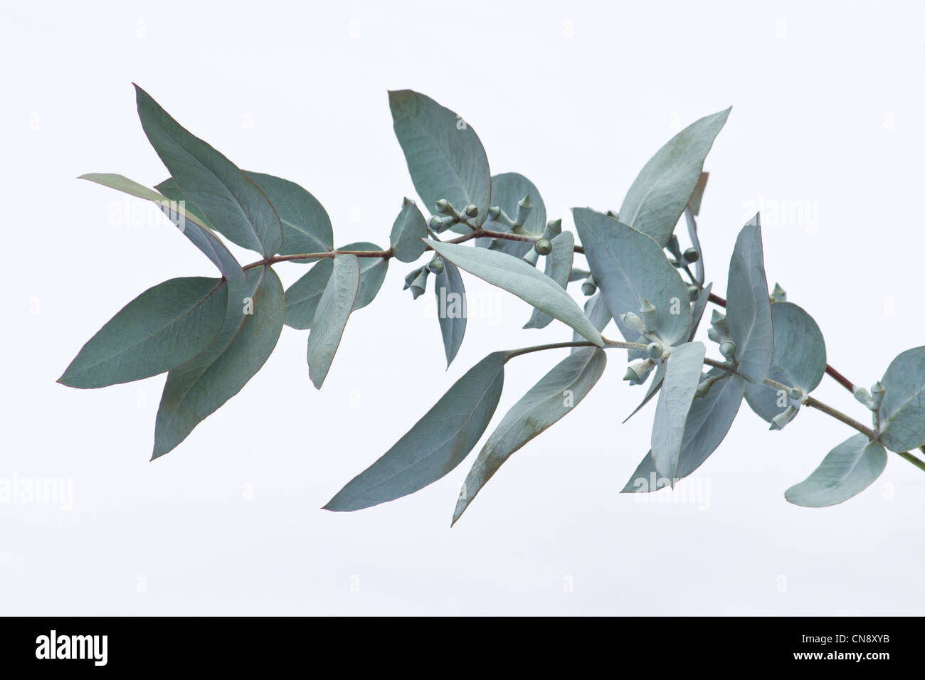 Silber-Dollar-Eukalyptus (Eucalyptus Perriniana) Zweig und Blätter auf weißem Hintergrund Stockfoto