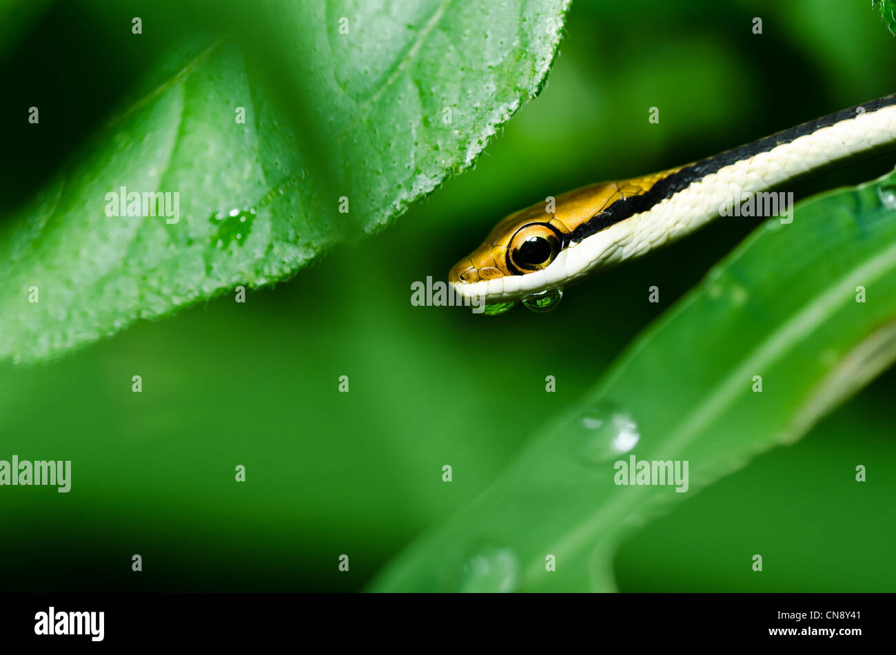 kleine Schlange in grüner Natur oder im Wald Stockfotografie Alamy