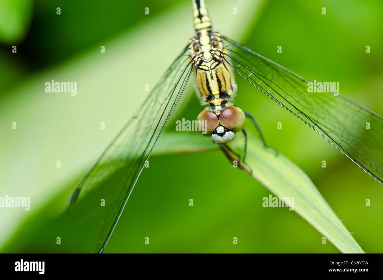 Libelle im Garten oder in der grünen Natur Stockfotografie Alamy