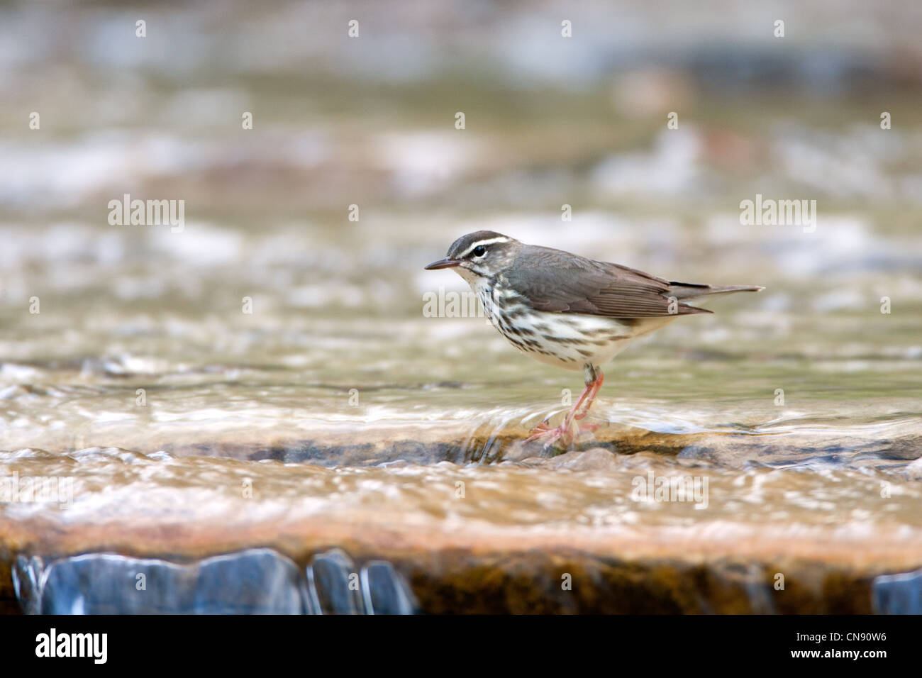 Louisiana Waterthrush im Fluss Vögel singvögel singvögel singvögel Ornithologie Wissenschaft Natur Wildtiere Umwelt Stockfoto