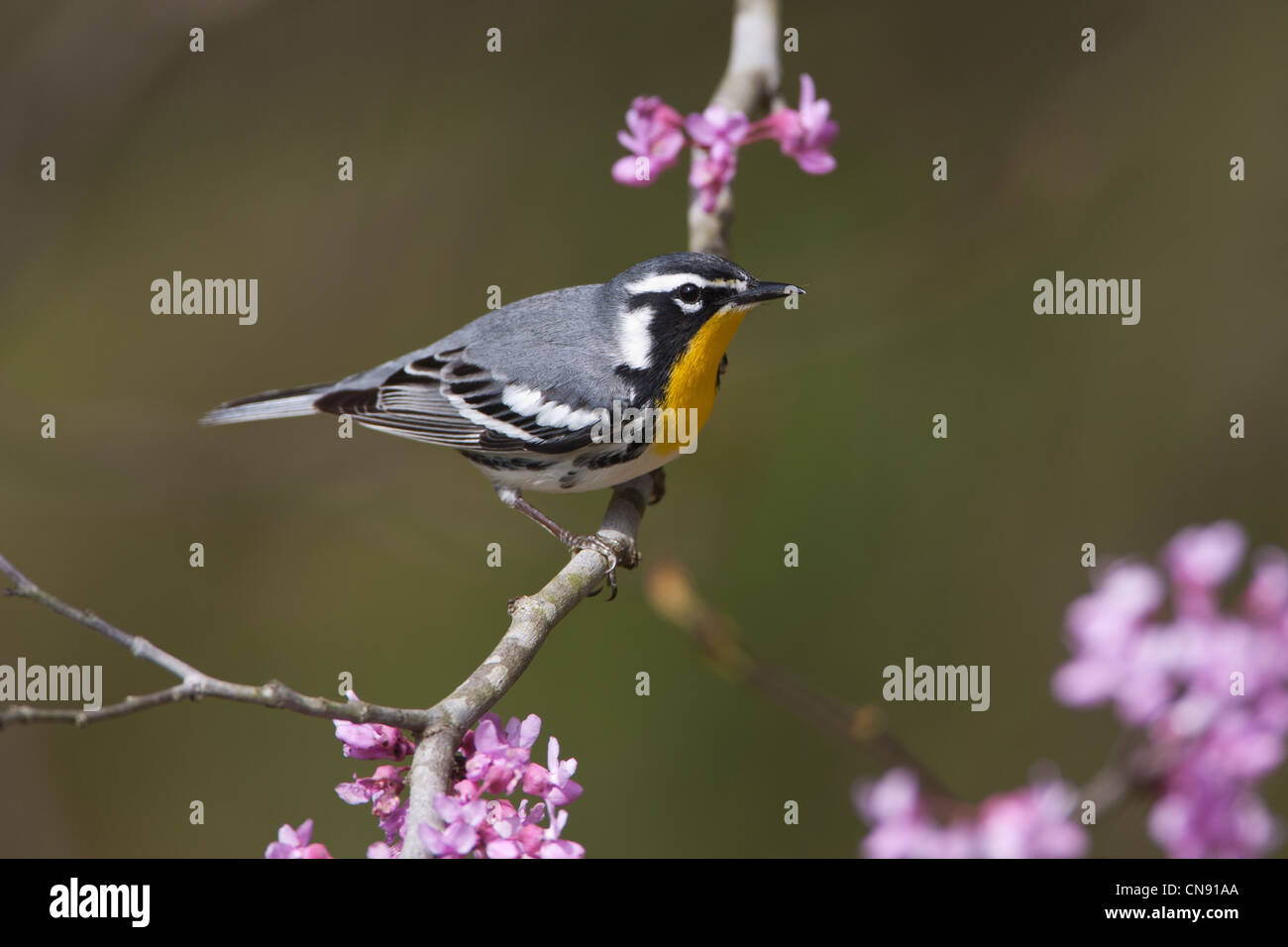 Gelbkehlmühle thront in Redbud blüten Grummervögel Vögel songbird singvögel Ornithologie Wissenschaft Natur Wildtiere Umwelt Stockfoto