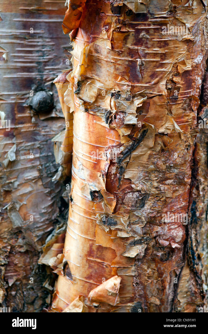 Die papierartige Rinde eines Baumes Silver Birch. Stockfoto