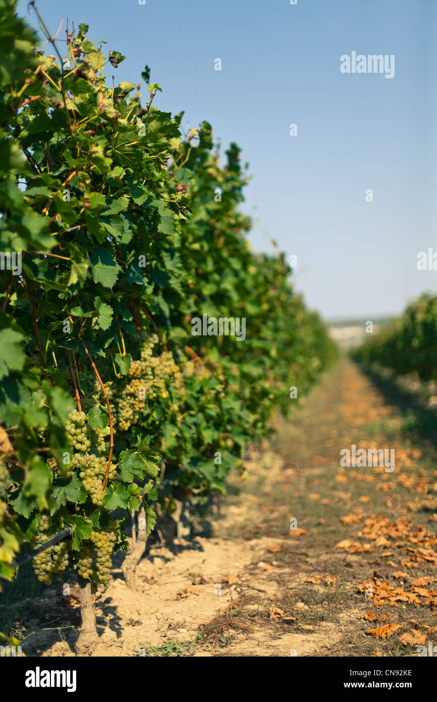 Geraden Reihen der Weinberge auf dem Bauernhof Stockfoto