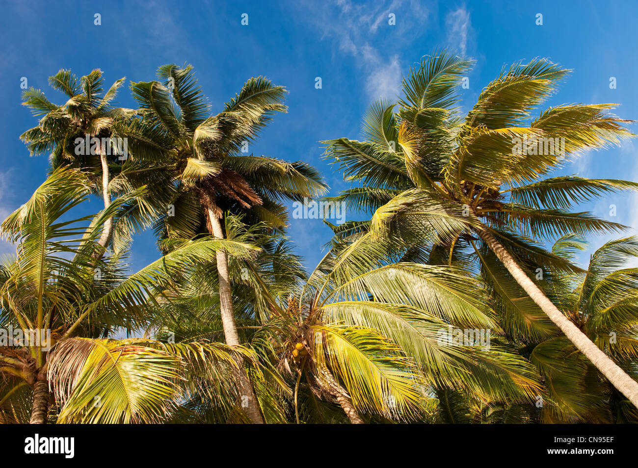 Panama, San Blas Archipel, autonome Gebiet Kuna Yala, Ailigandi Island, einer der 378 Inseln, Palmen Stockfoto