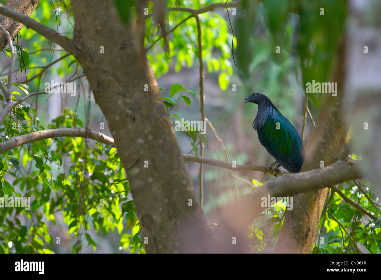 Nakornping Vogelpark, chiang Mai, Thaialnd Stockfoto