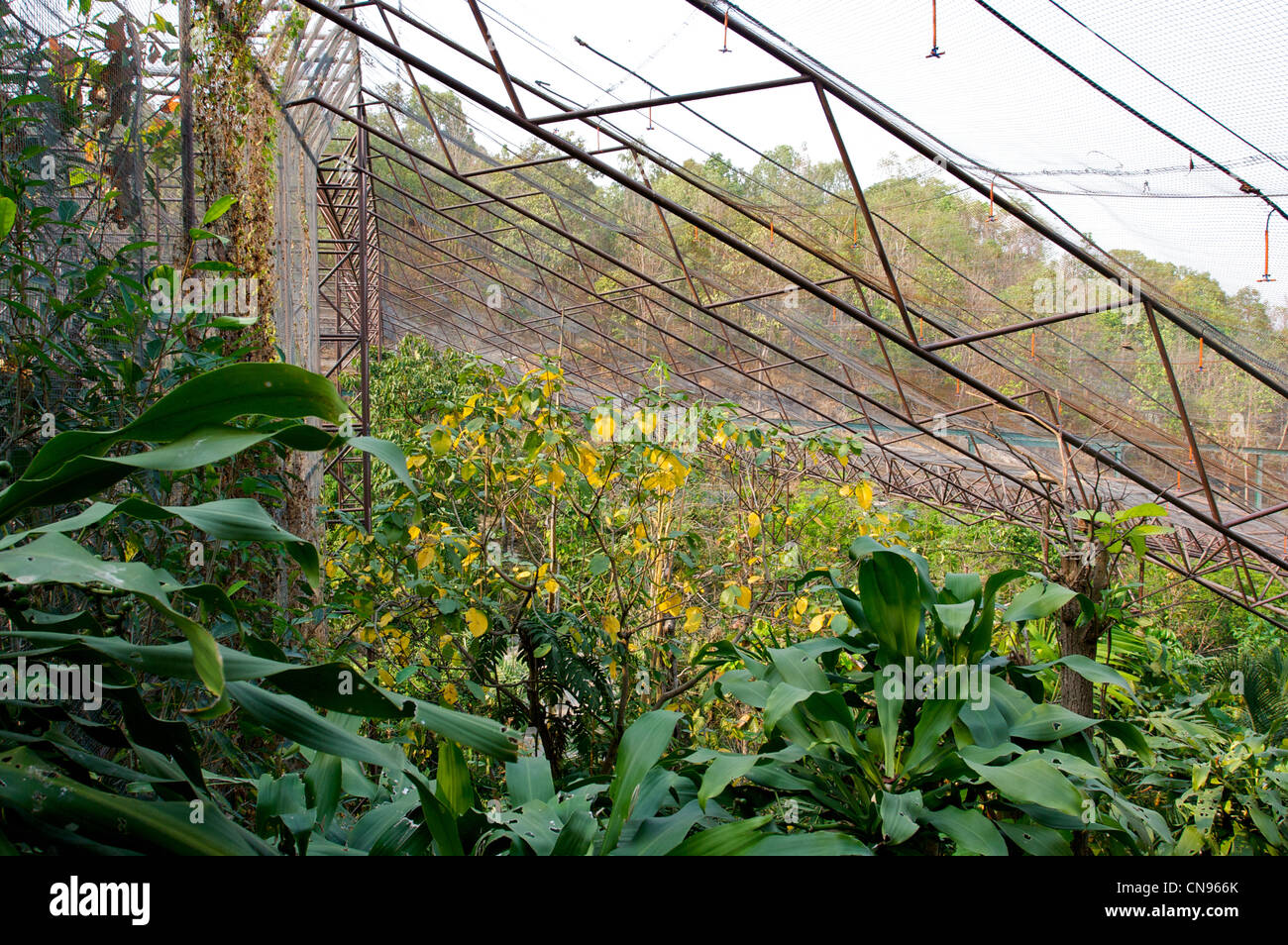 Vogelkäfig, tropischer Lebensraum, Vogelpark, Vogelpark, Chiang Mai Zoo, Thaialnd Stockfoto