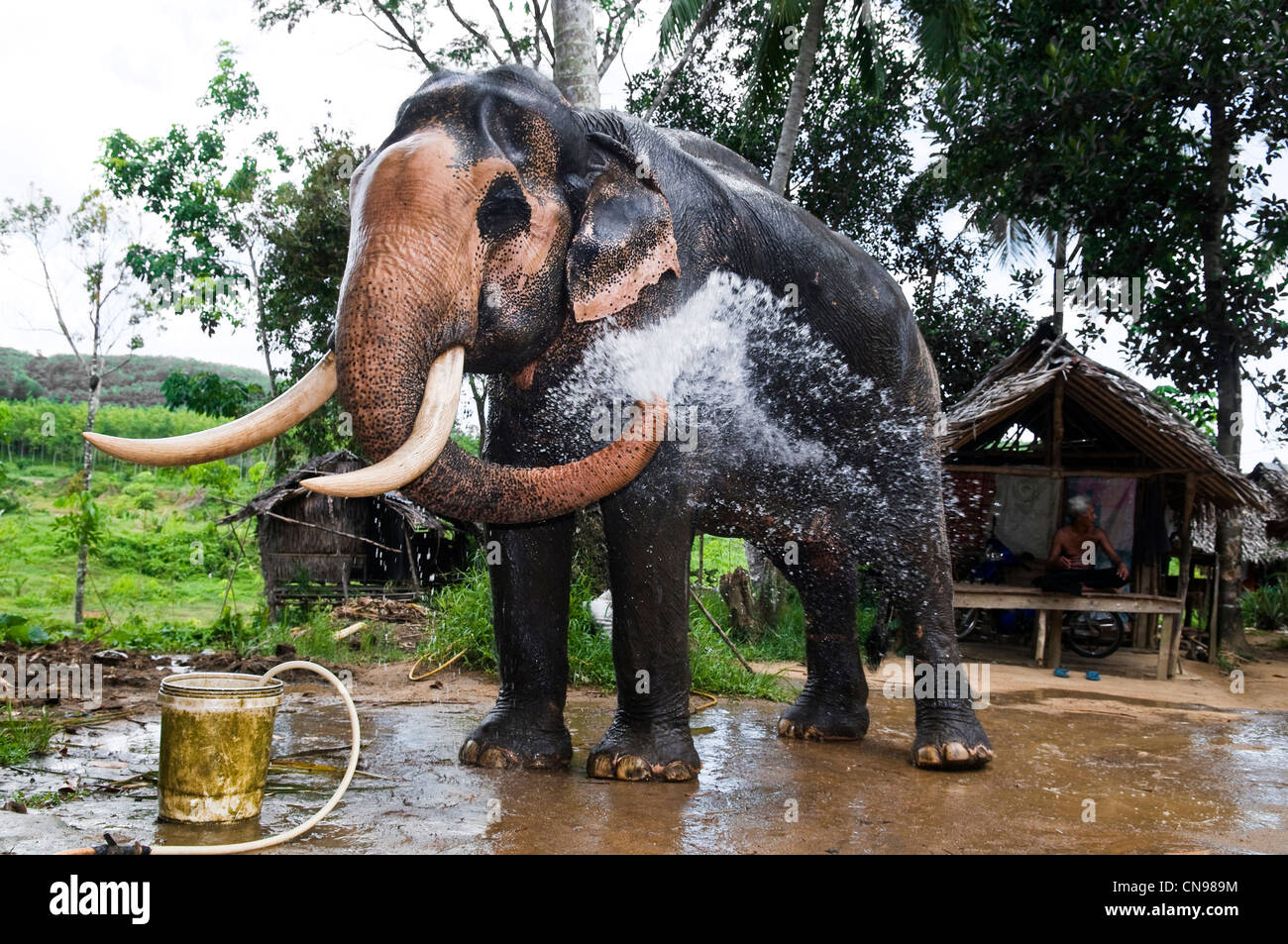 Thailand, Provinz Phangnga, Khao Lak-Lam Ru National Park Stockfoto