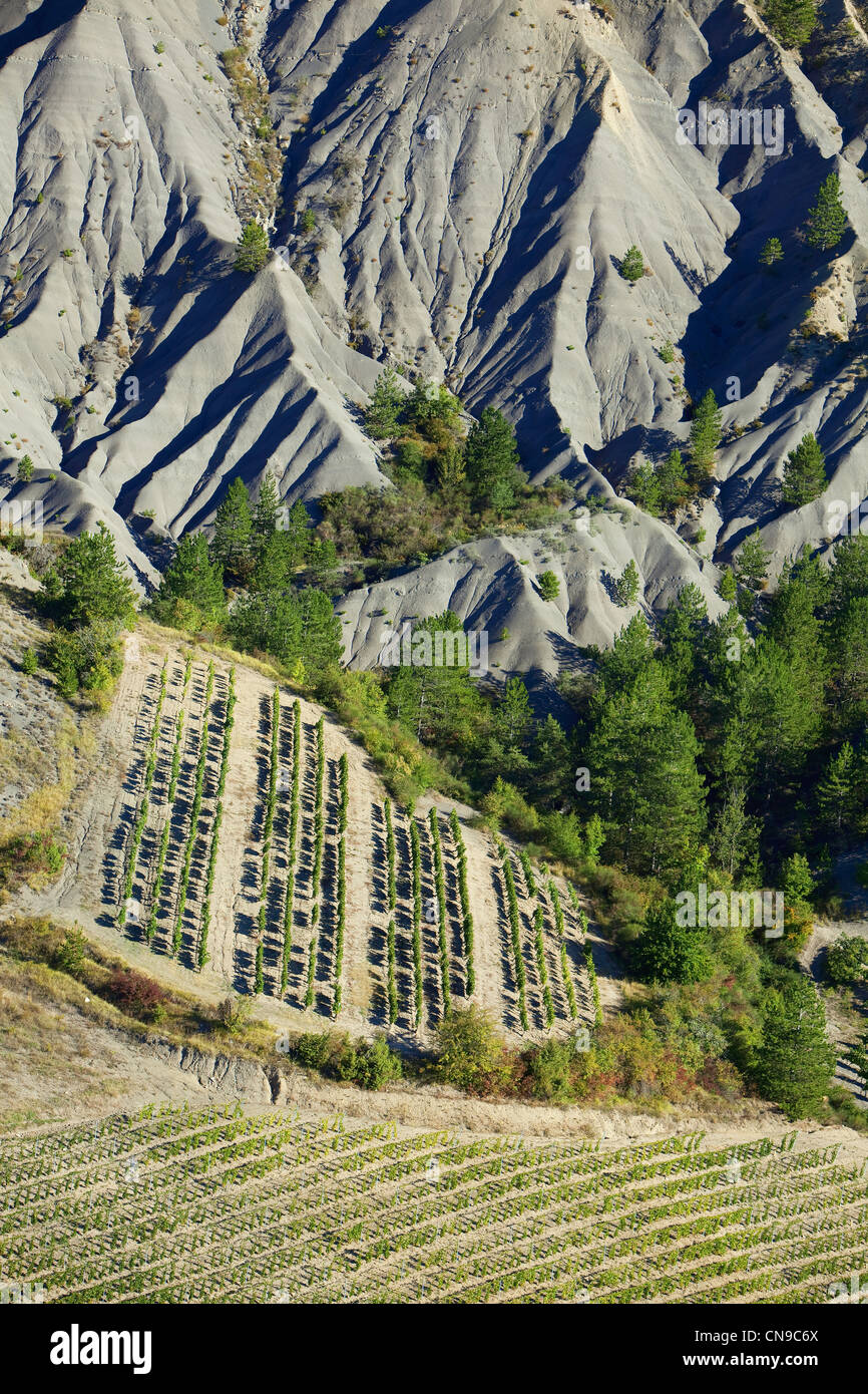 Frankreich, Drome, Drôme Provencale, Barsac, Beaufayn Berg, Rebe