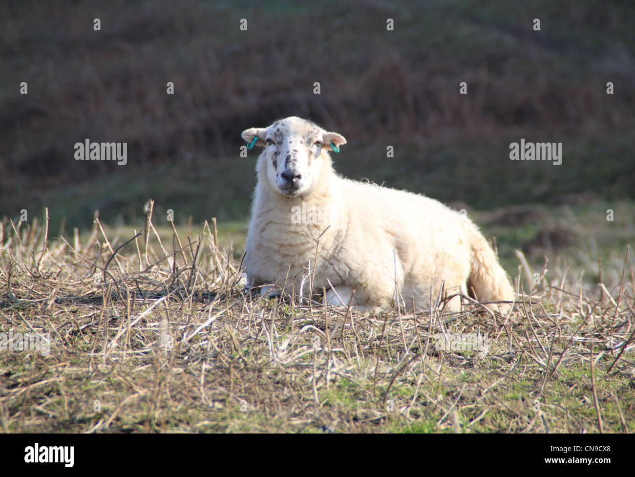 Frühjahr Lämmer spielen in der Sonne Stockfoto