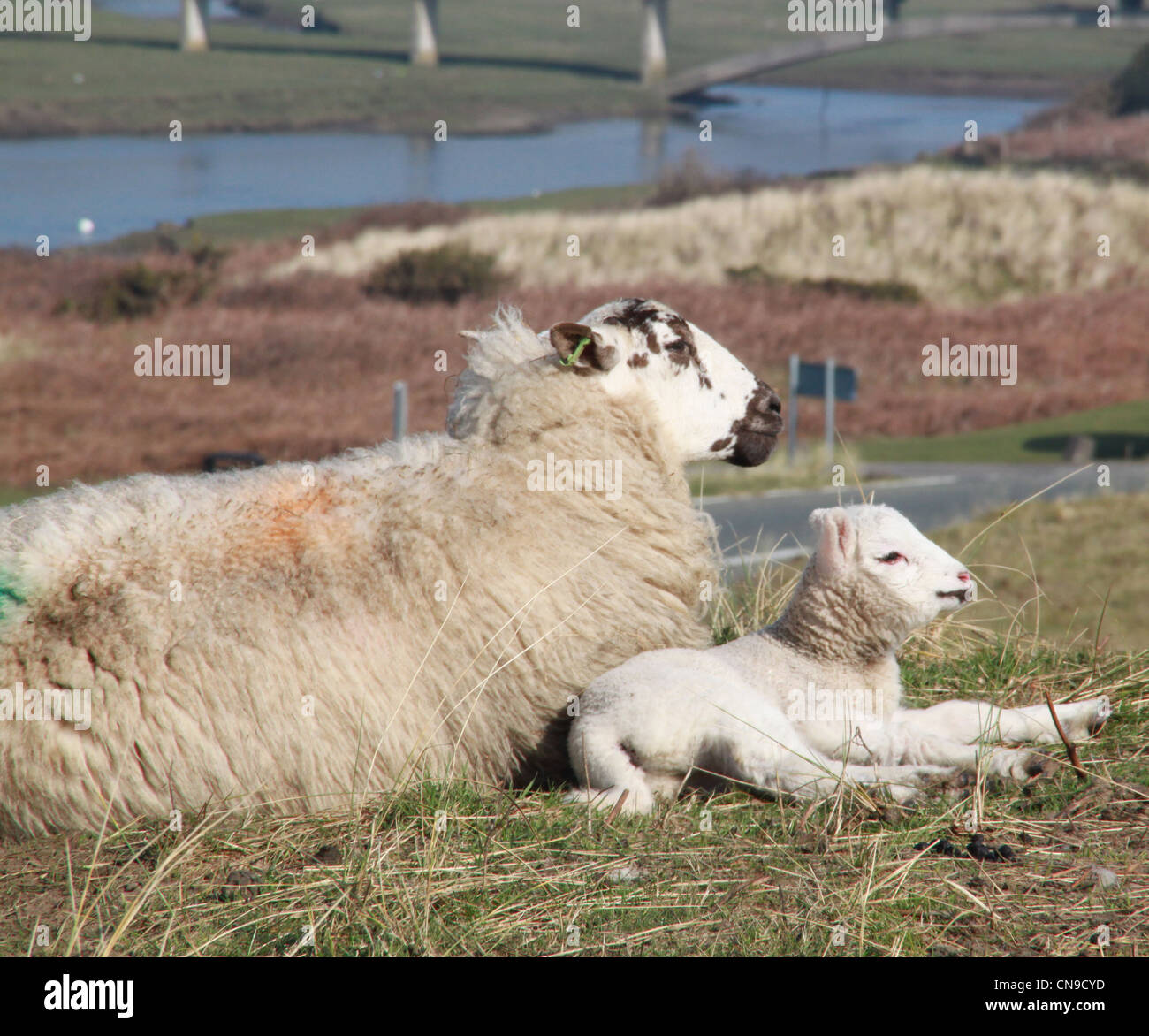 Frühjahr Lämmer spielen in der Sonne Stockfoto