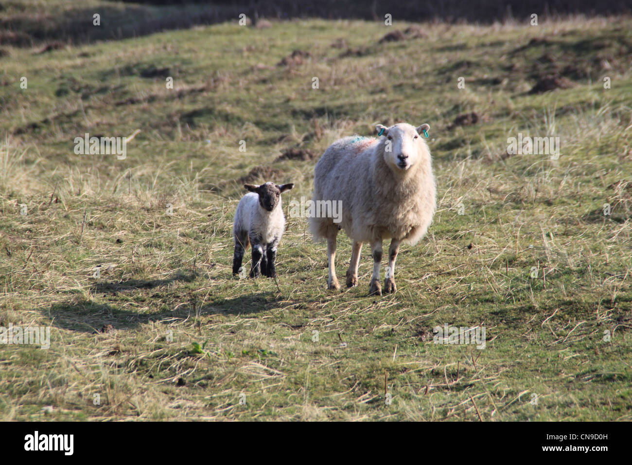 Frühjahr Lämmer spielen in der Sonne Stockfoto