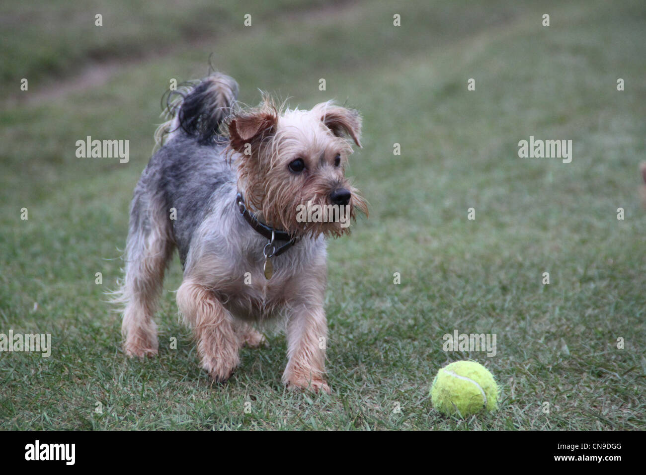 Yorkshire Terrier Welpe Hund Stockfoto