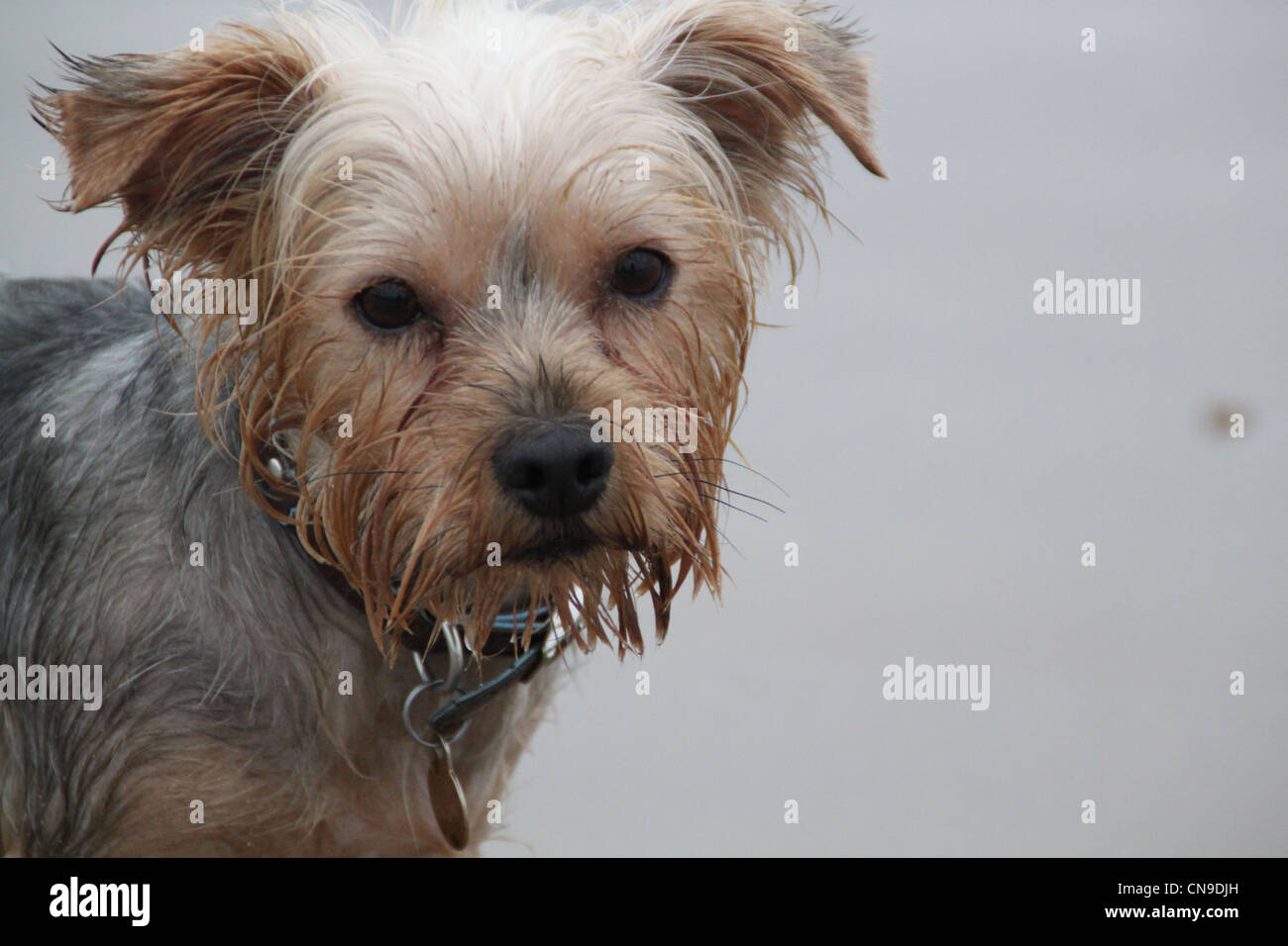 Yorkshire Terrier Welpe Hund Stockfoto