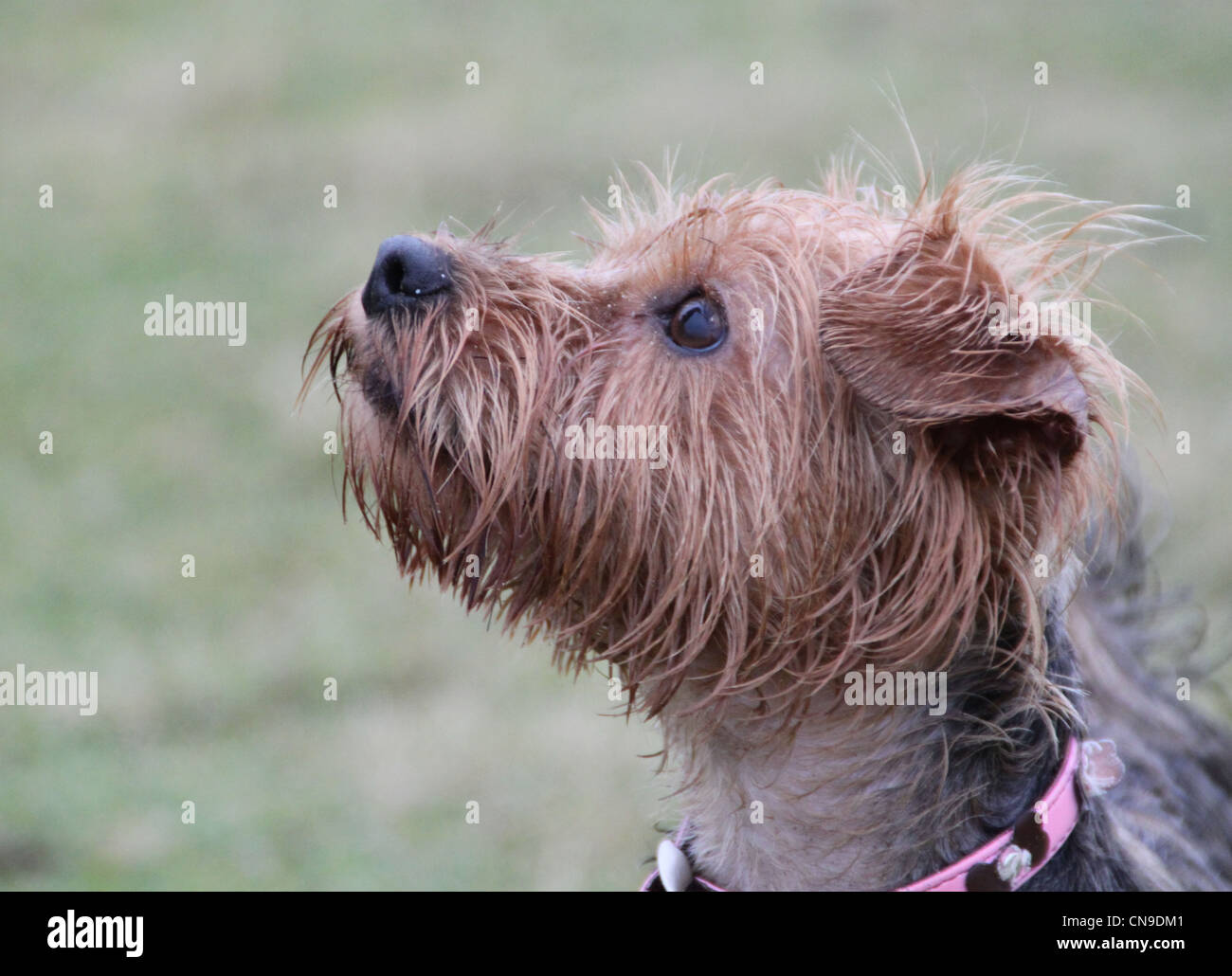 Yorkshire Terrier Welpe Hund Stockfoto