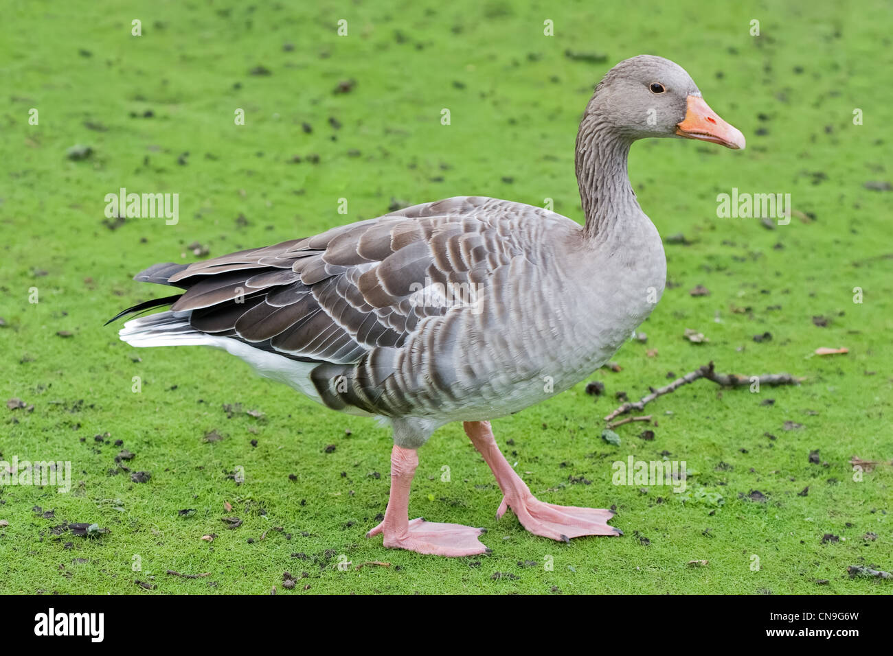 Wildgans, die zu Fuß über den grünen Rasen Stockfoto