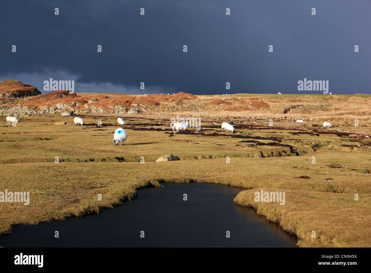 Winter-Abendlicht bei Fidden auf der Isle of Mull in der Inneren Hebriden in Schottland Stockfoto