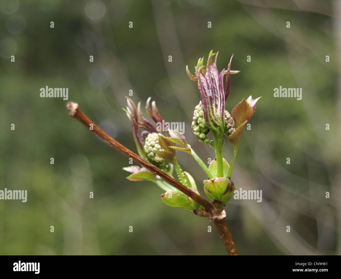 frische schießen lässt und vom roten Holunder blüht / Frisch Ausgetriebene Blätter Und Blüten Vom Roten Holunder Stockfoto