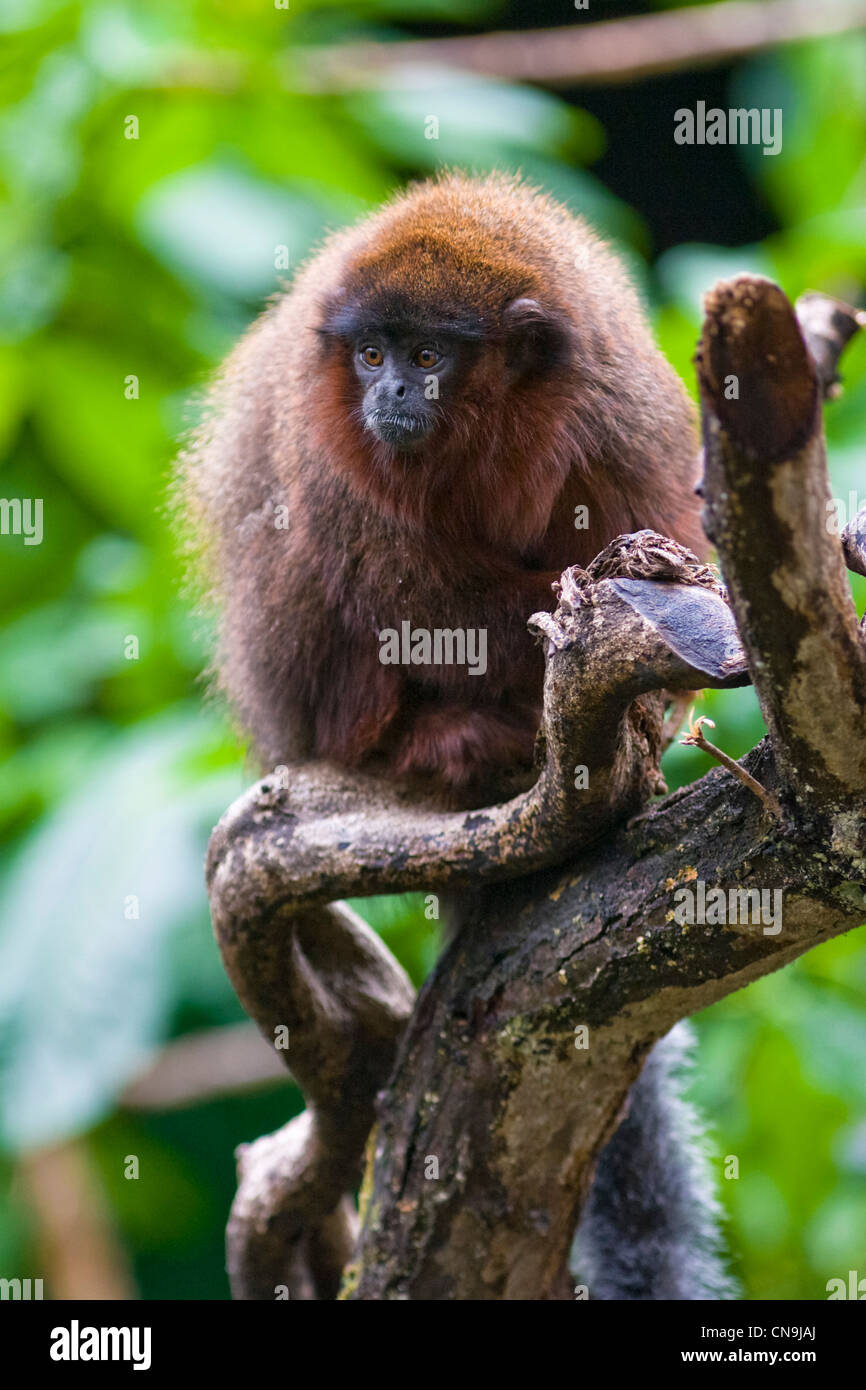 Red Titi Monkey Porträt Stockfoto