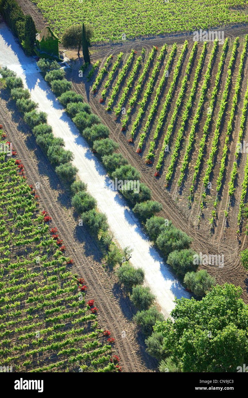 Frankreich, Vaucluse, Ste Cecile Les Vignes, Domaine De La Grand'Ribe, Weinberge AOC Côtes du Rhône (Luftbild) Stockfoto