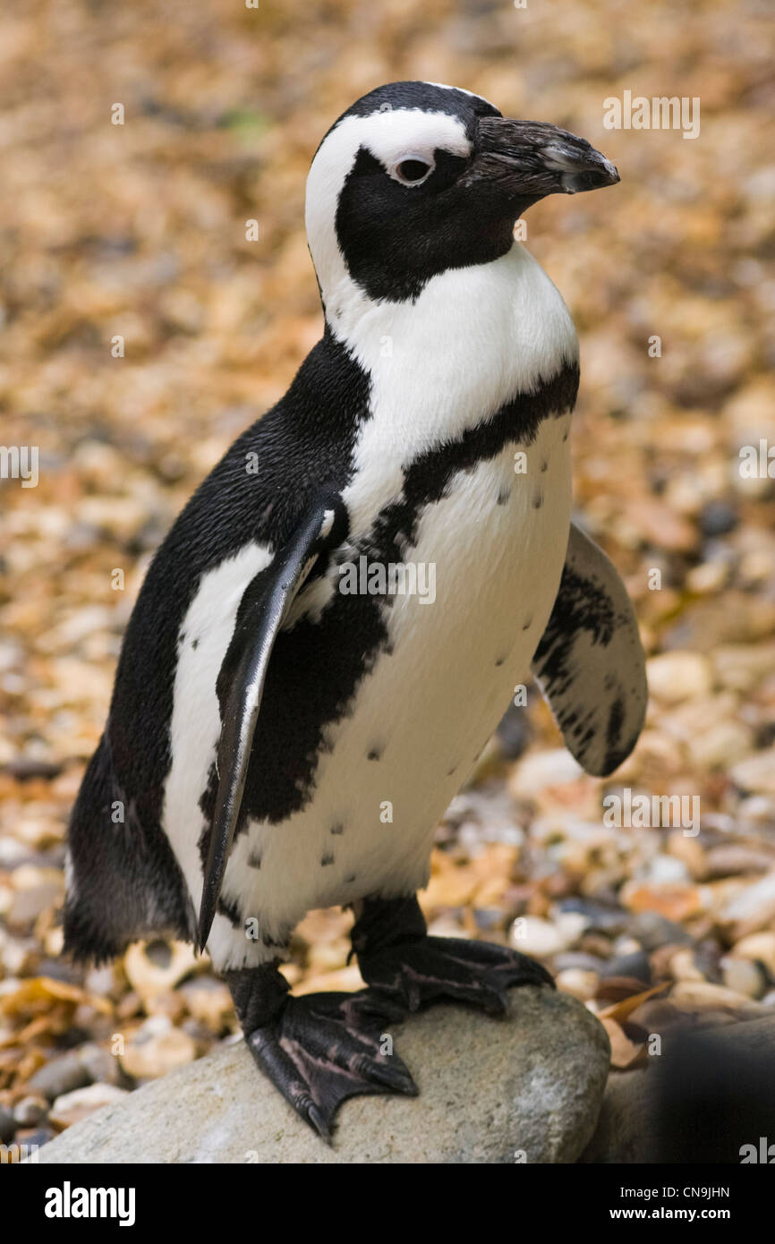 Black Footed oder afrikanische Pinguin - Spheniscus demersus Stockfoto