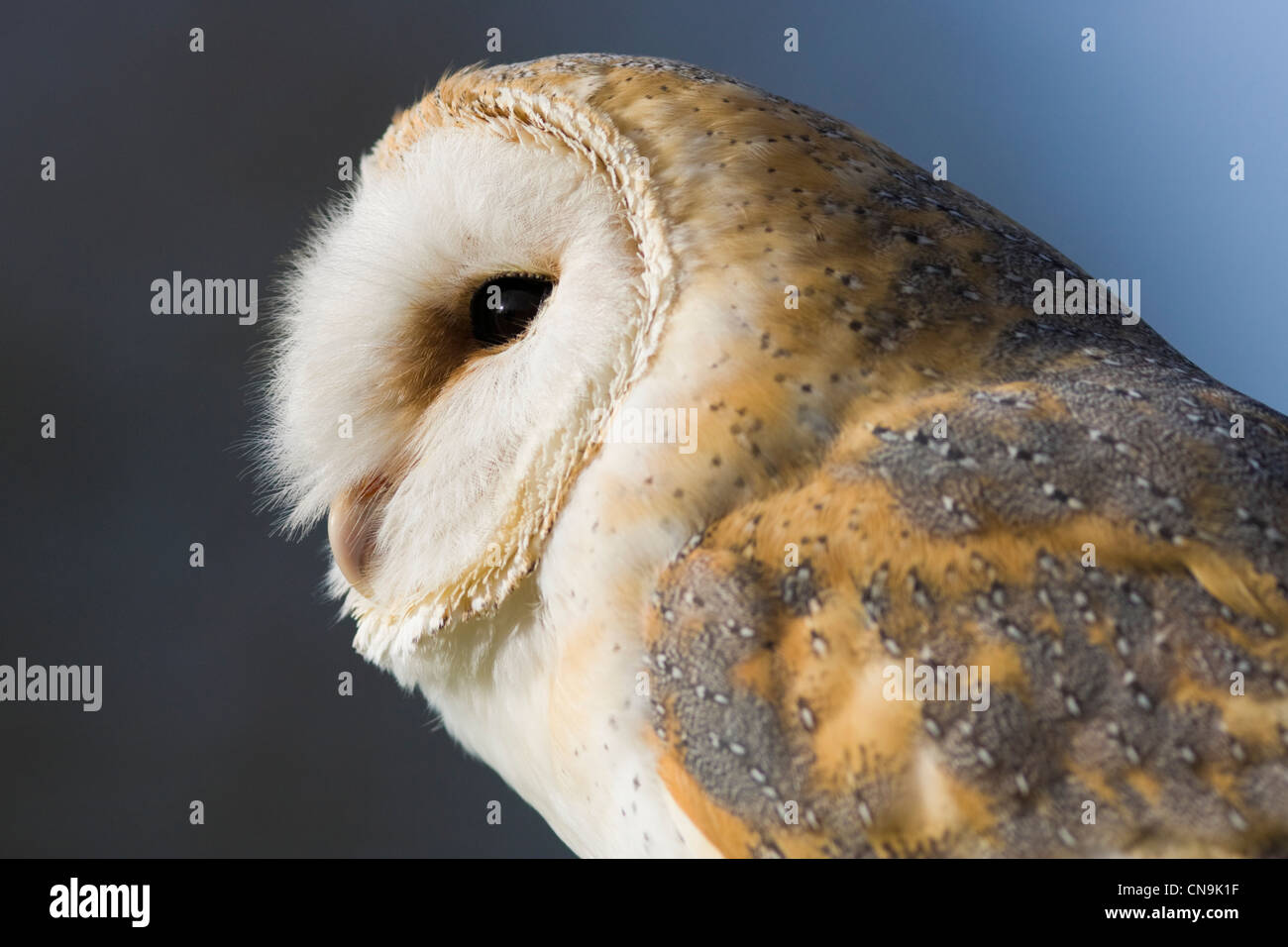 Schleiereule oder Käuzchen - Tyto alba Stockfoto