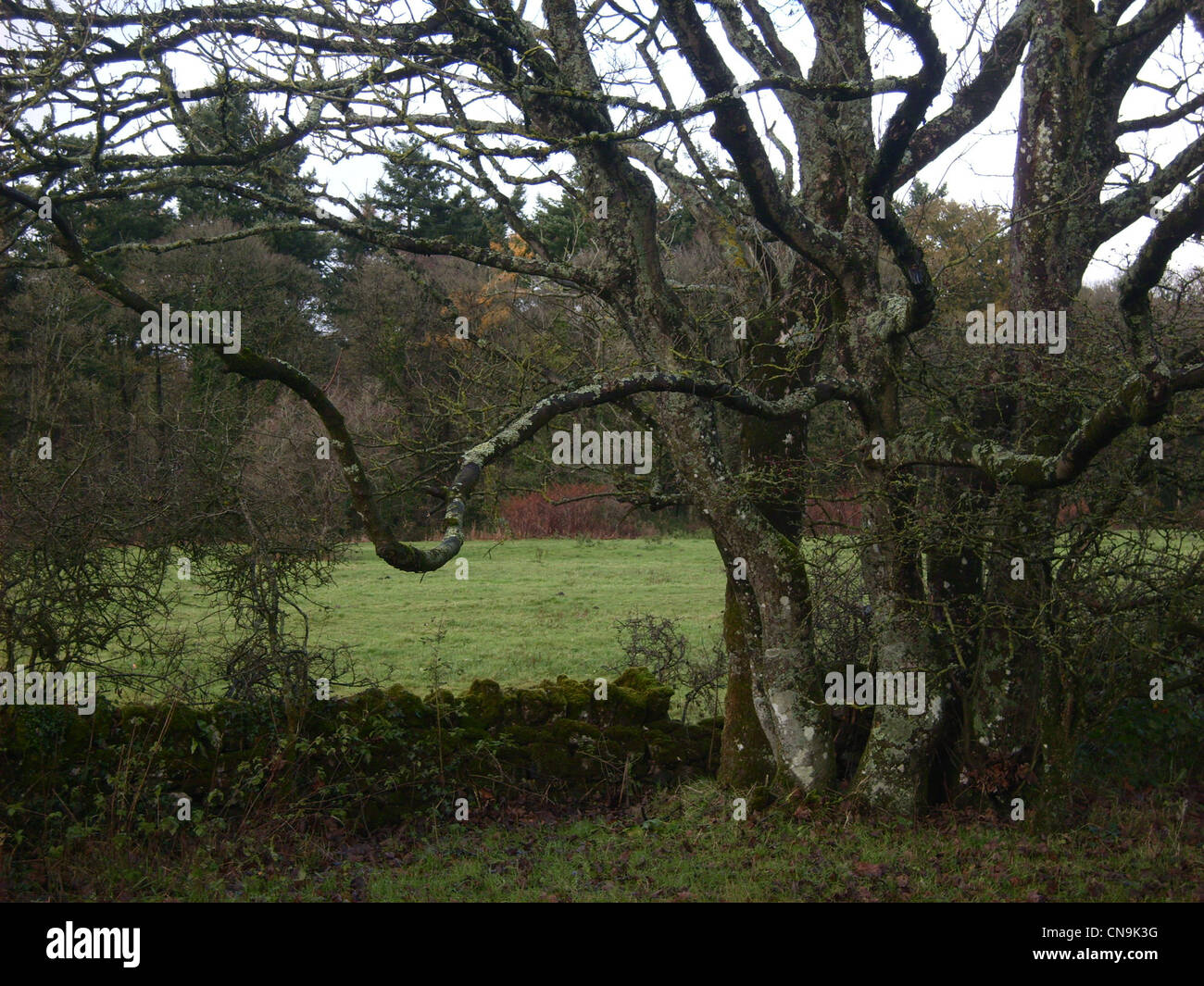 obskuren Zweig Stockfoto