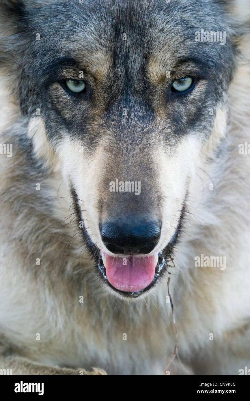 Gesicht eines grauen Wolfes - Canis Lupus, in freier Wildbahn, Nahaufnahme Stockfoto