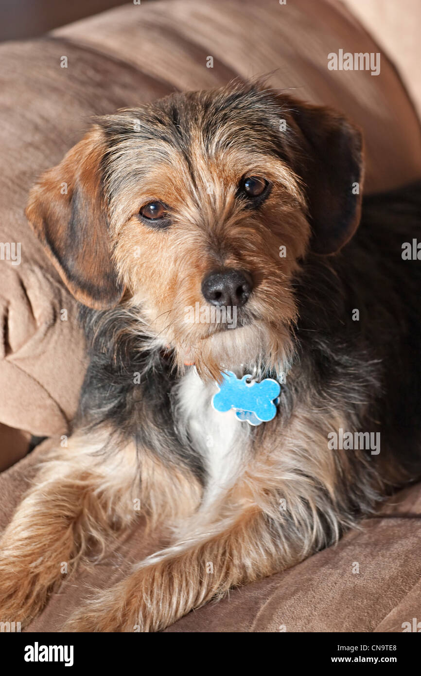 Porträt eines jungen Yorkie Beagle Mix Hund über ein Jahr alt. Geringe Schärfentiefe. Stockfoto