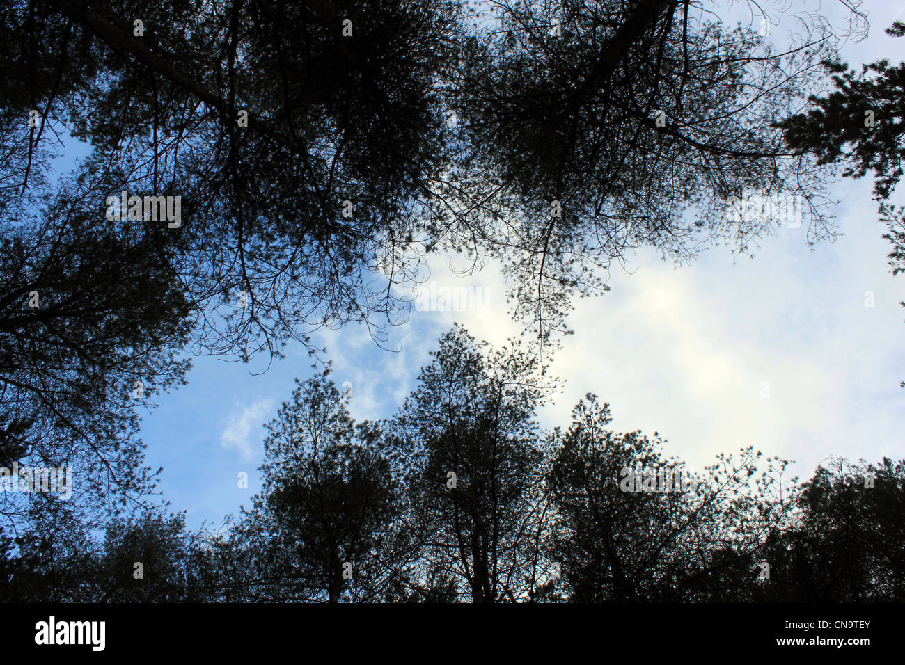 Bäume und Himmel Stockfoto