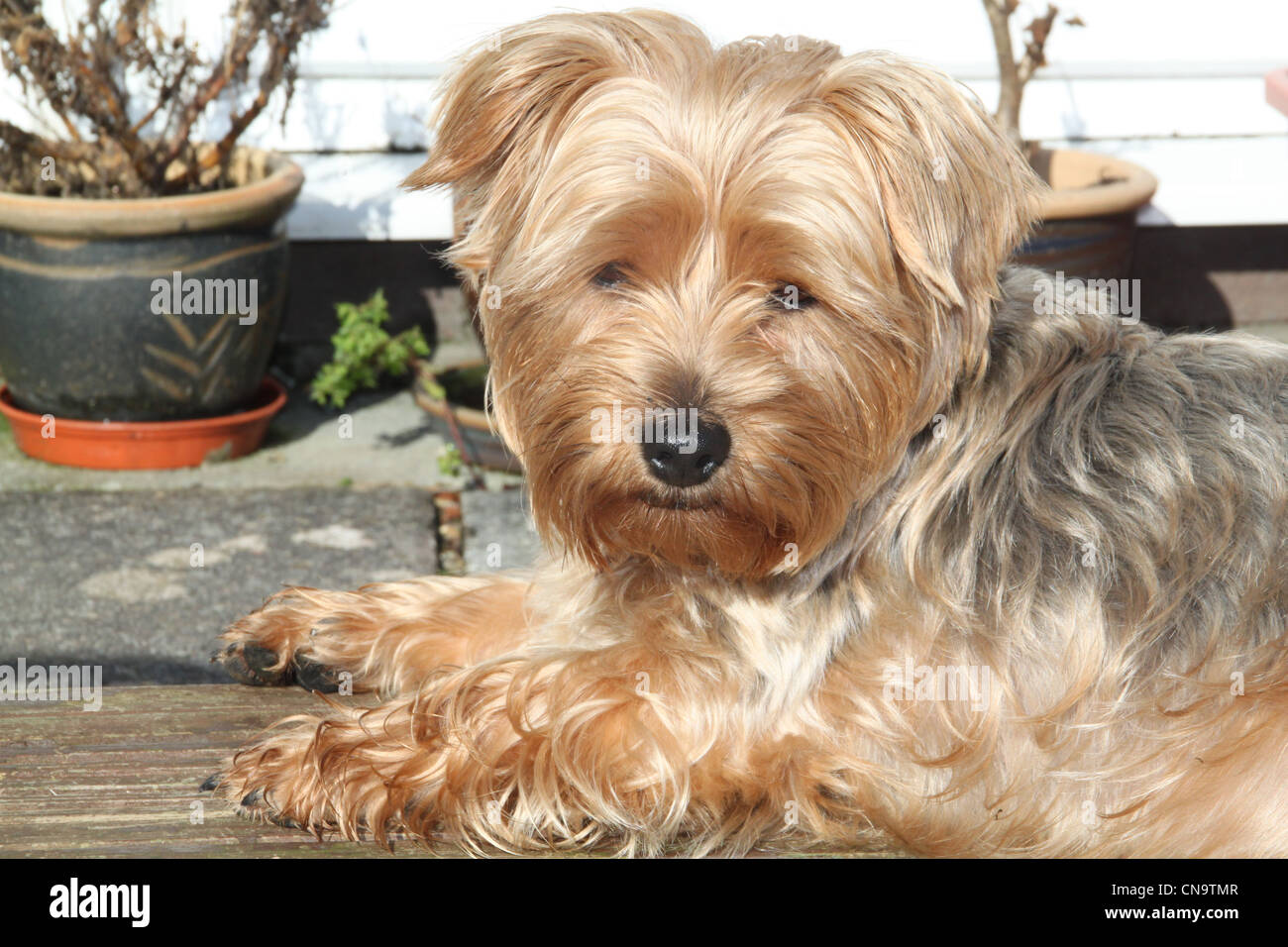 Yorkshire Terrier Welpe Hund Stockfoto