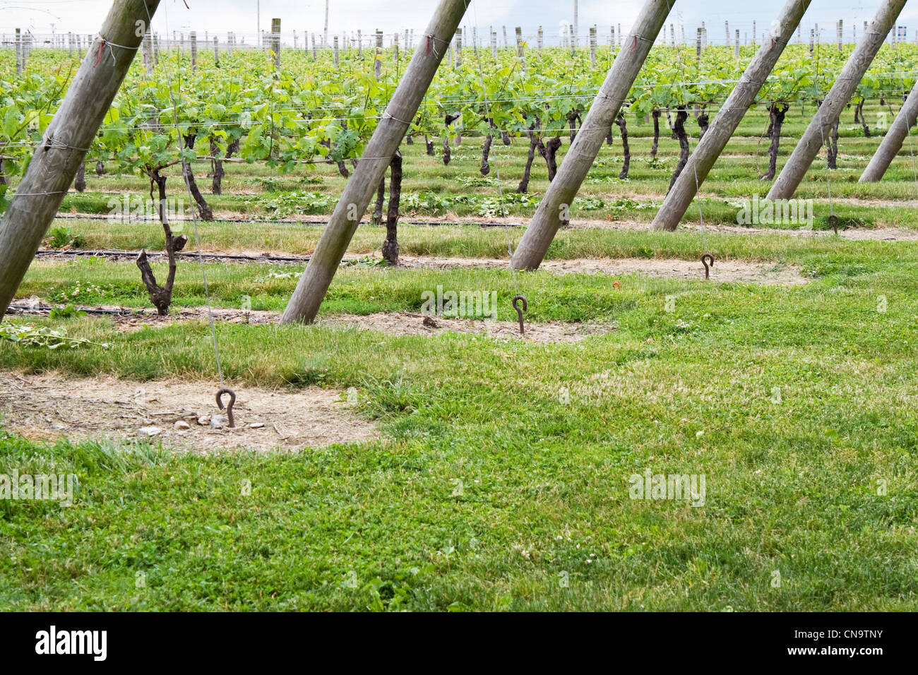 Lange Reihen von Weinreben gepflanzt in den Bereichen Wein Weinberg. Stockfoto
