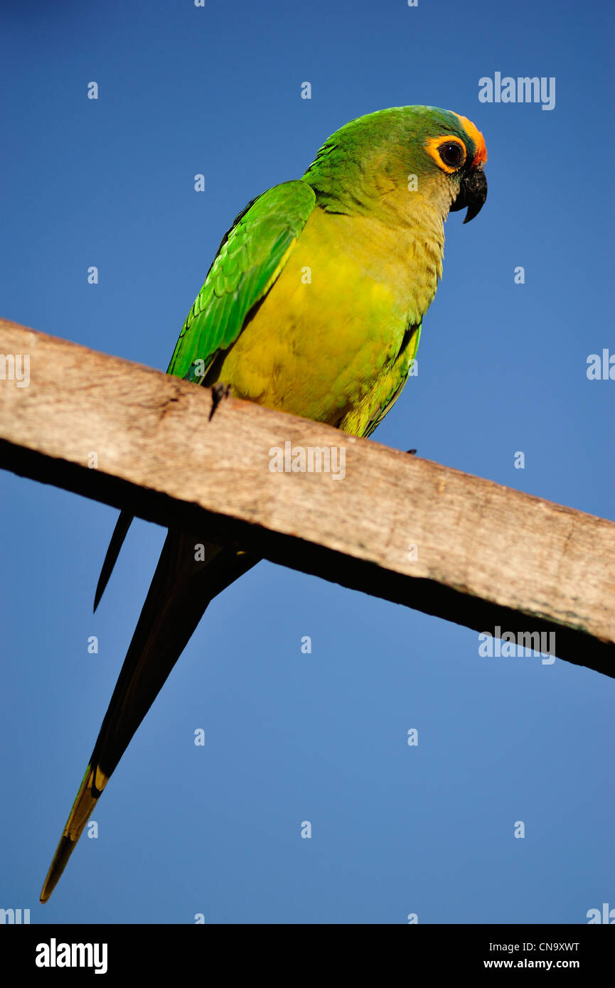 Brasilien, Mato Grosso do Sul Zustand, Bonito, Papagei Stockfoto