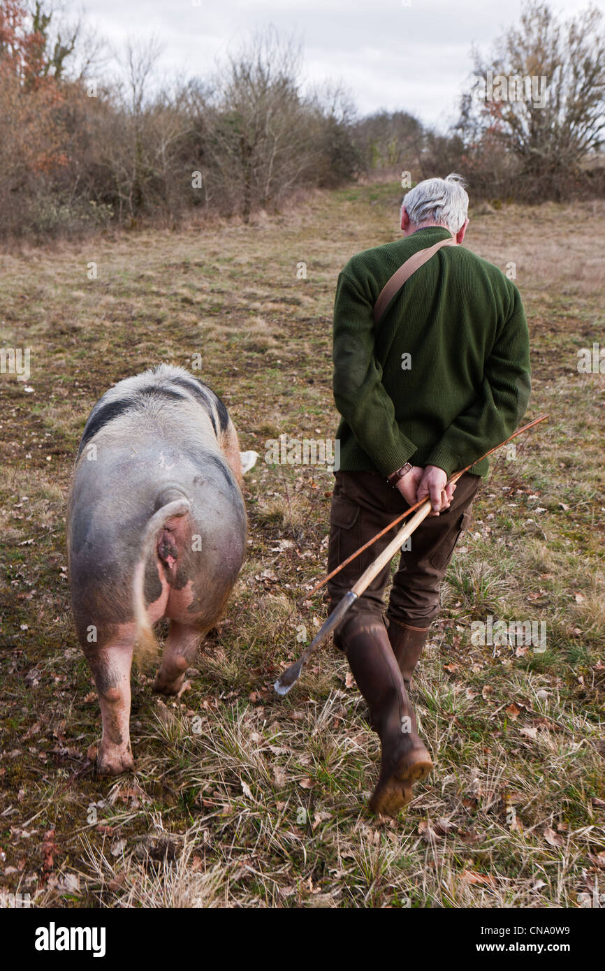 Frankreich, Dordogne, um Mareuil, Ausgrabung, Trüffelsuche mit Mr Thatch und Sau, Nini Stockfoto