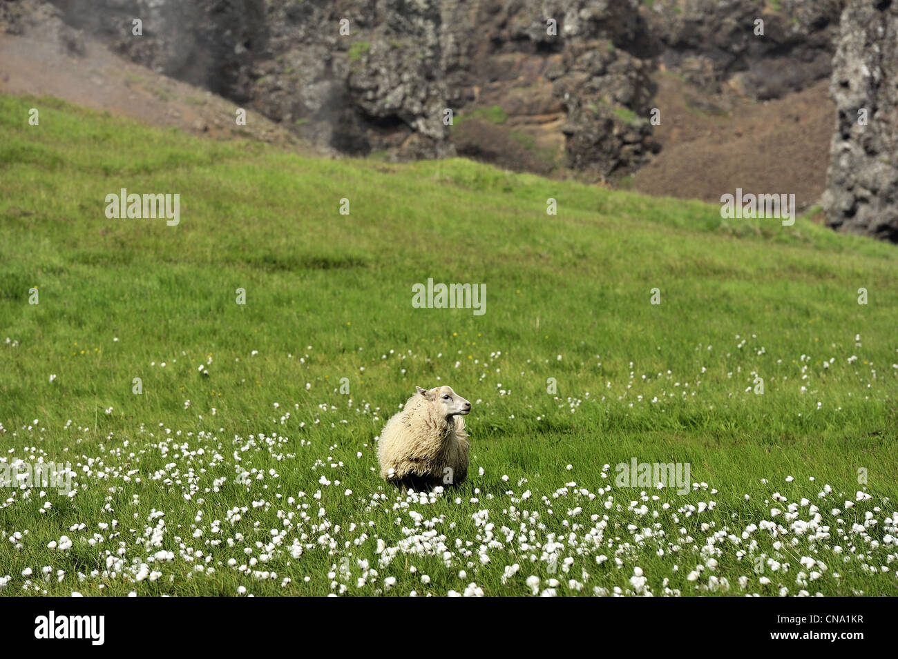 Schafe im Tal, Island Stockfoto