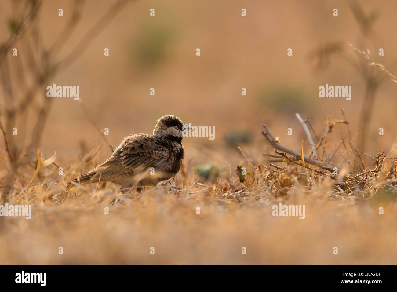 Ein Spatz-Lerche auf dem Boden sitzend Stockfoto