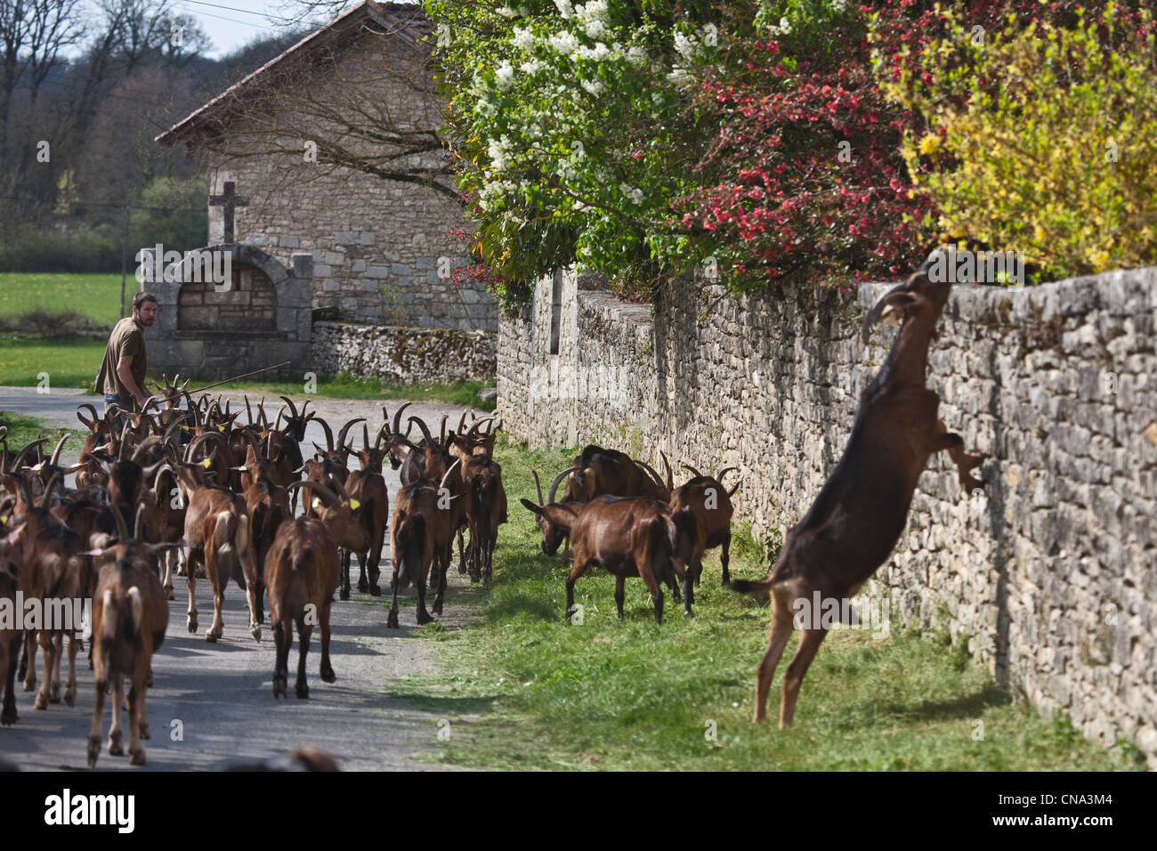 Frankreich, Menge, Theminettes, Herde von Ziegen Weiden zurück auf dem Bauernhof, Chez Agnes und David, Ziegenkäse Rocamadour AOC, Bio Stockfoto