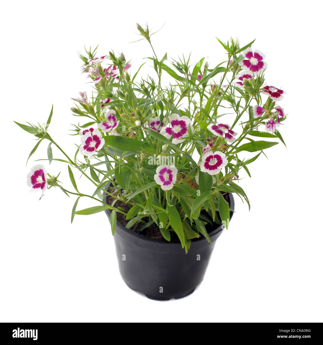 Nahaufnahme von französische Ringelblume, Tagetes Patula, vor weißem Hintergrund Stockfoto