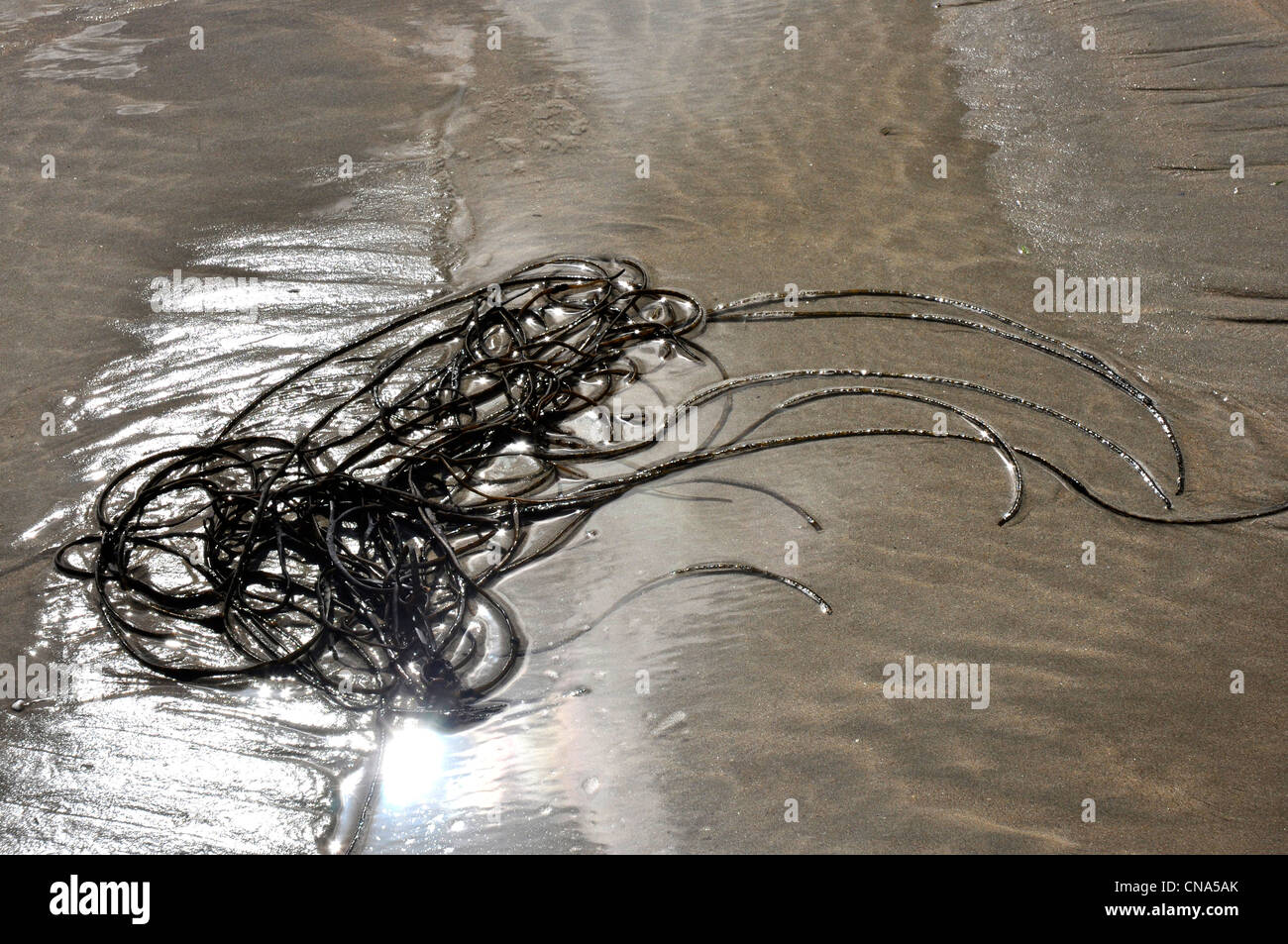 Algen, die Links von der Flut - Reflexionen auf nassen Sand - abgekocht von Wellen Stockfoto