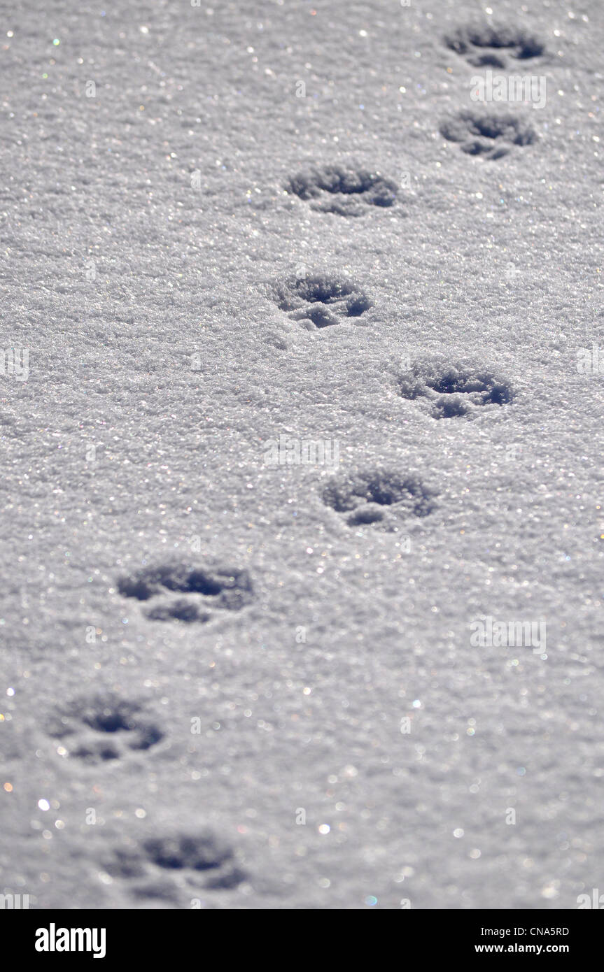 Tiere Hund Spuren Drucke im Schnee Stockfoto